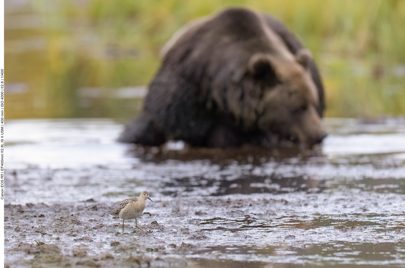 Gemeinsame Futtersuche, die Größe der Beute ist jedoch unterschiedlich