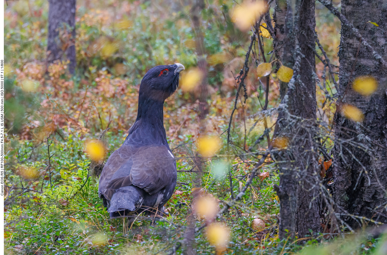 Ein Auerhahn im Gebüsch ...