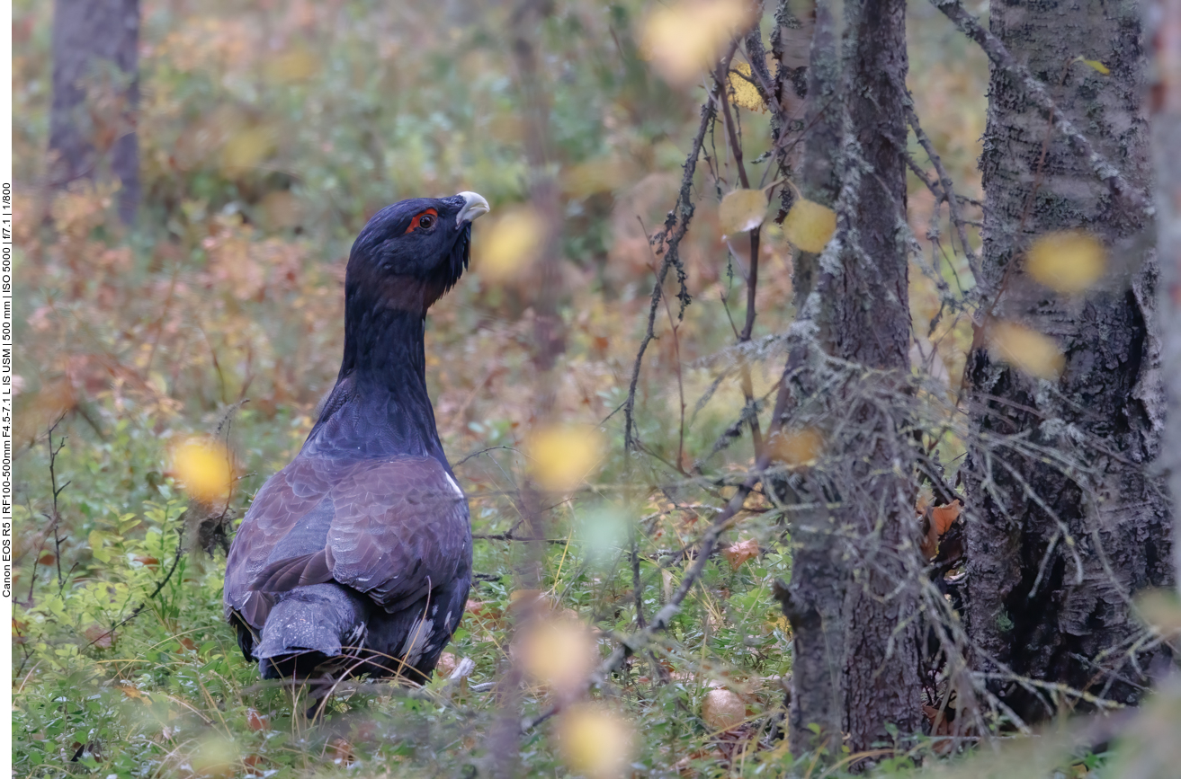... leider war er sehr schnell wieder verschwunden