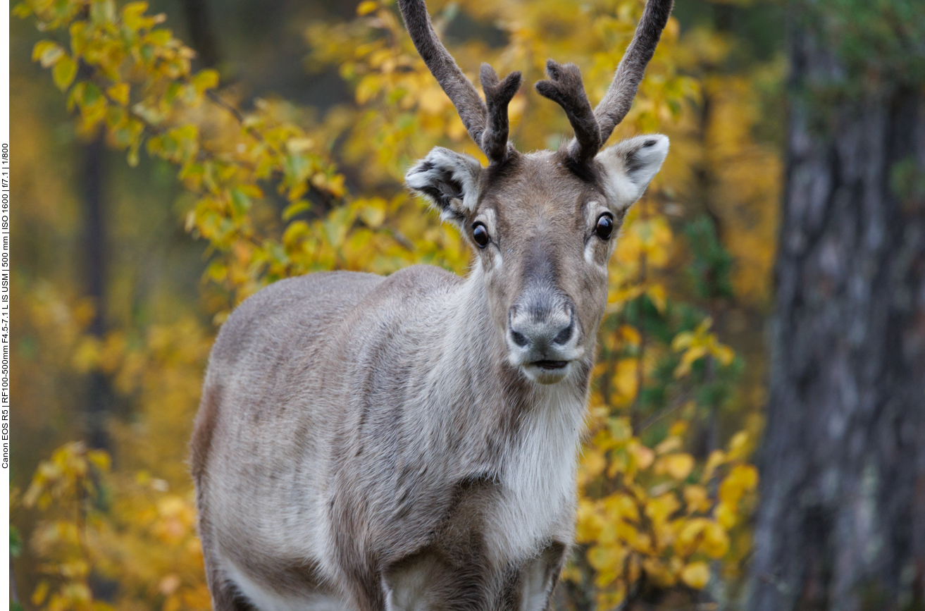 Noch ein Ren mit Kulleraugen