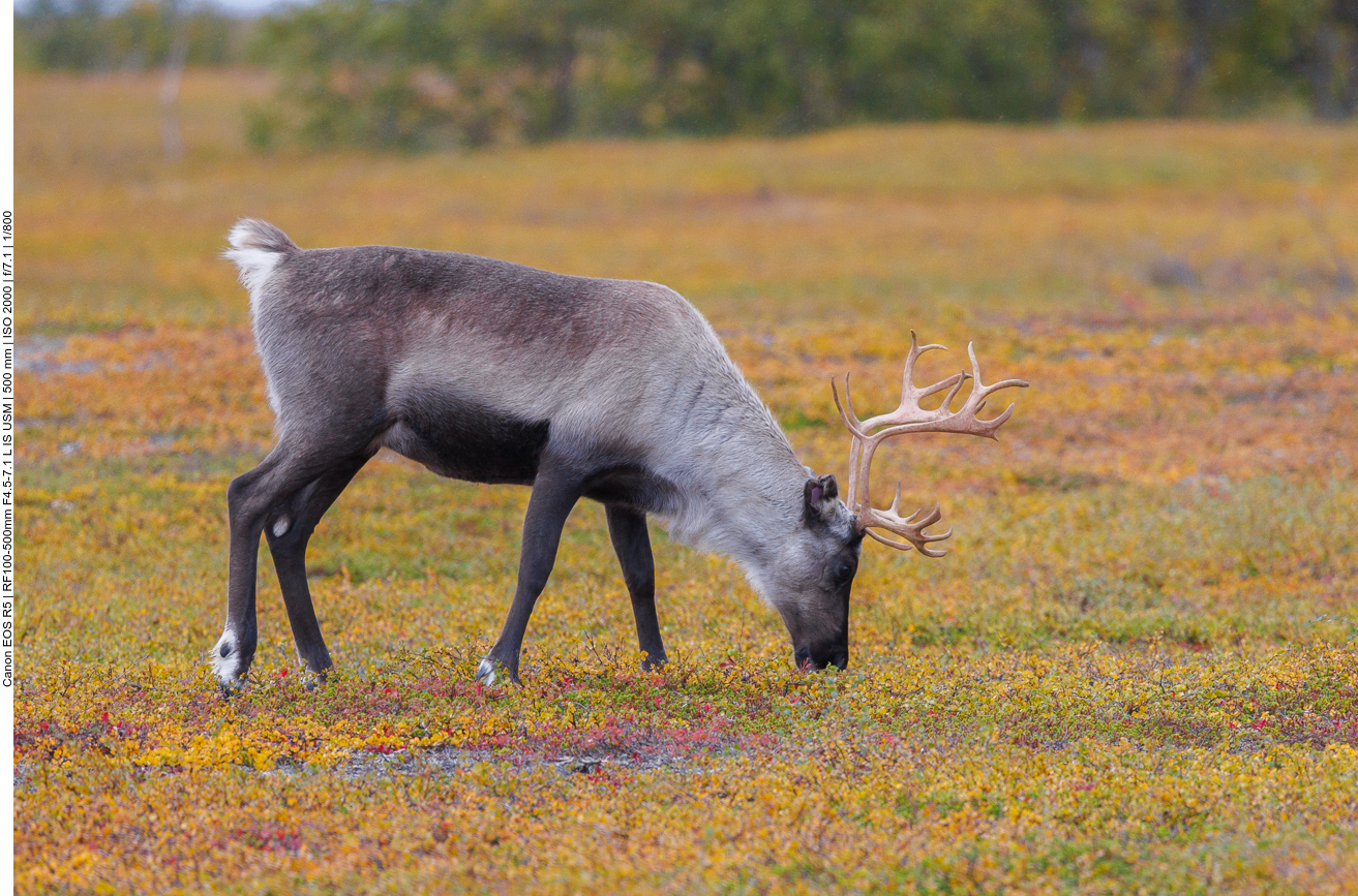 Rentiere gibt es hier natürlich auch