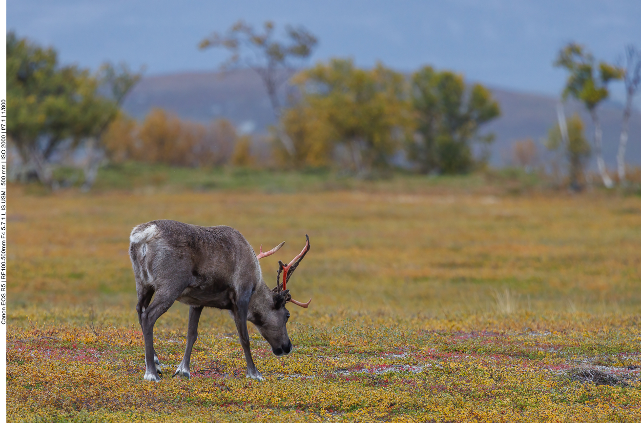 Dieses hier verliert gerade seinen Bast am Geweih