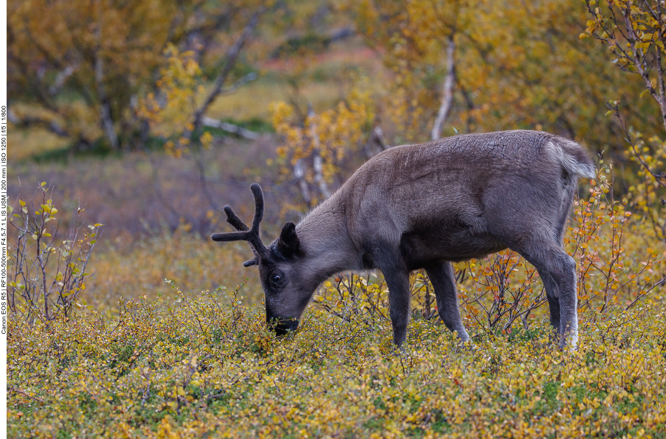 Noch eines mit kleinerem Geweih