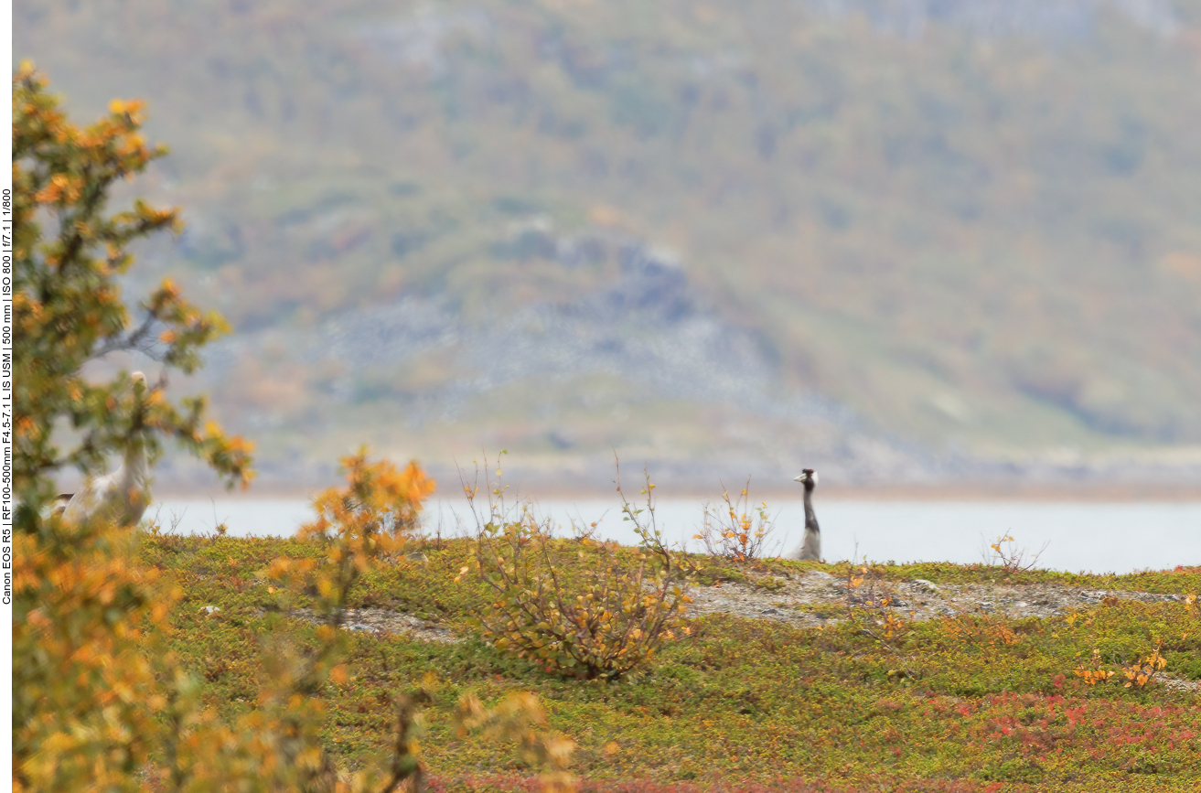 Ein Kranich, leider viel zu weit weg