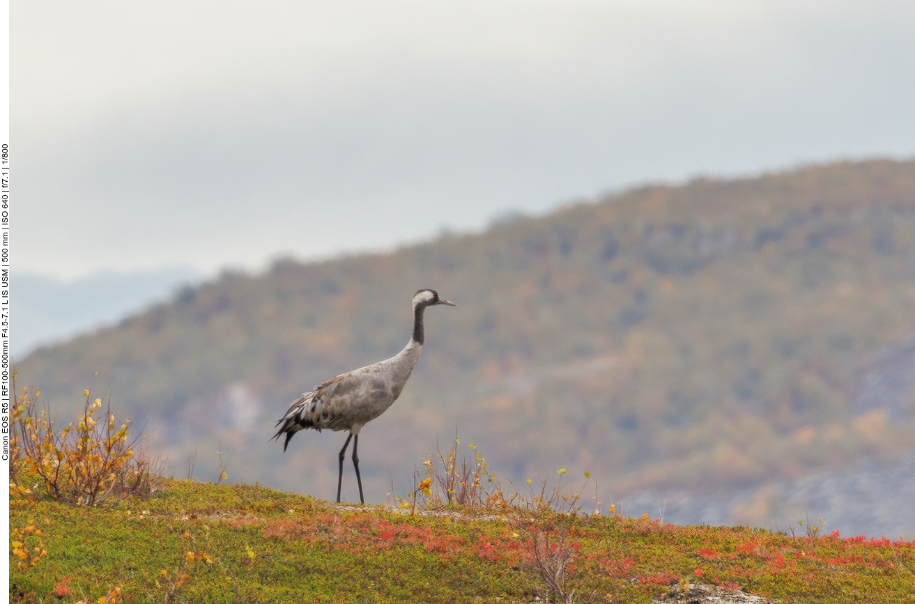 Unter der starken Vergrößerung leidet die Bildqualität