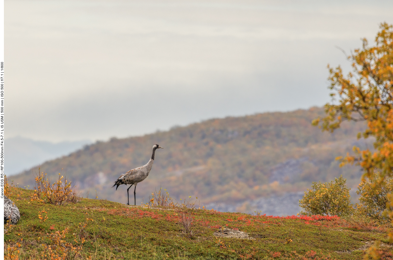 Wenigstens haben wir einen dokumentiert
