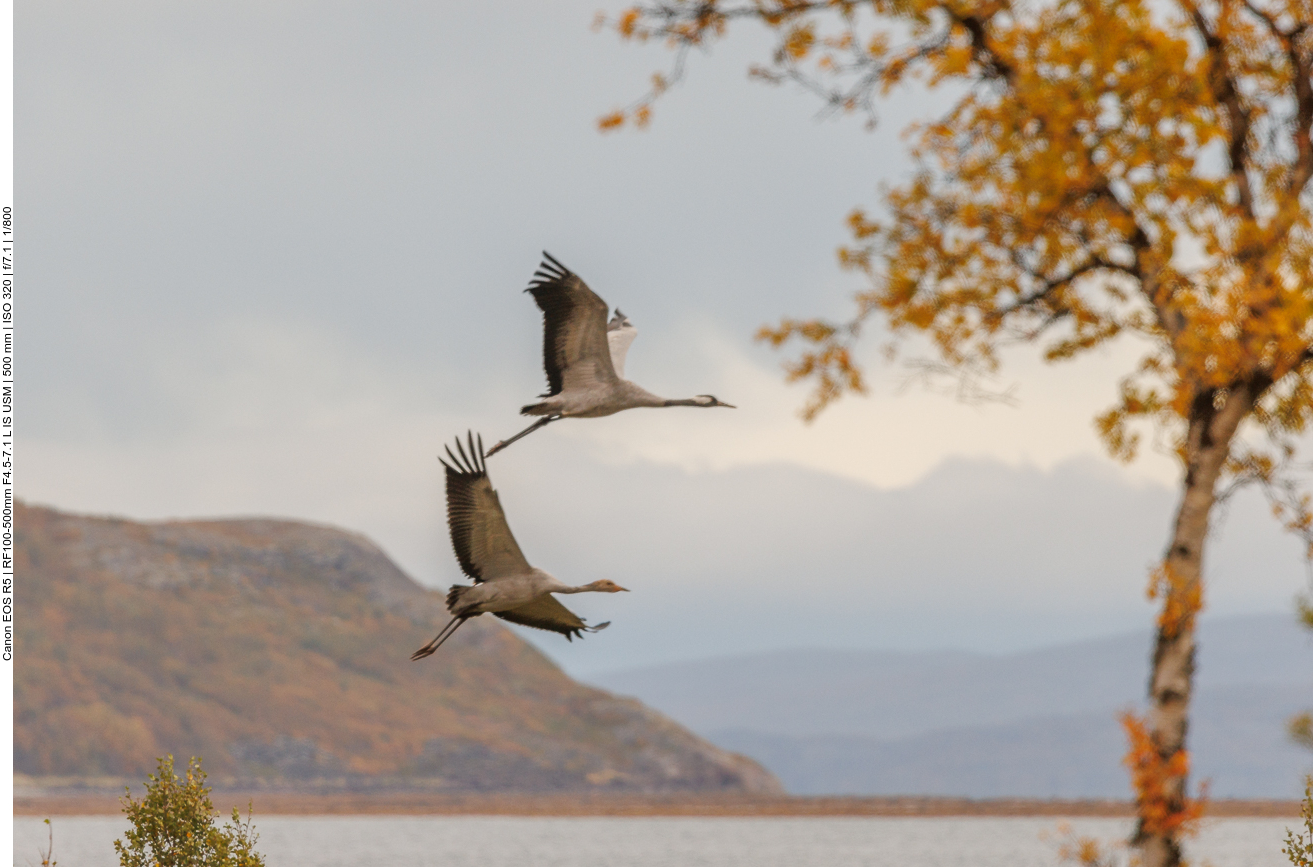 Und schon fliegen sie davon