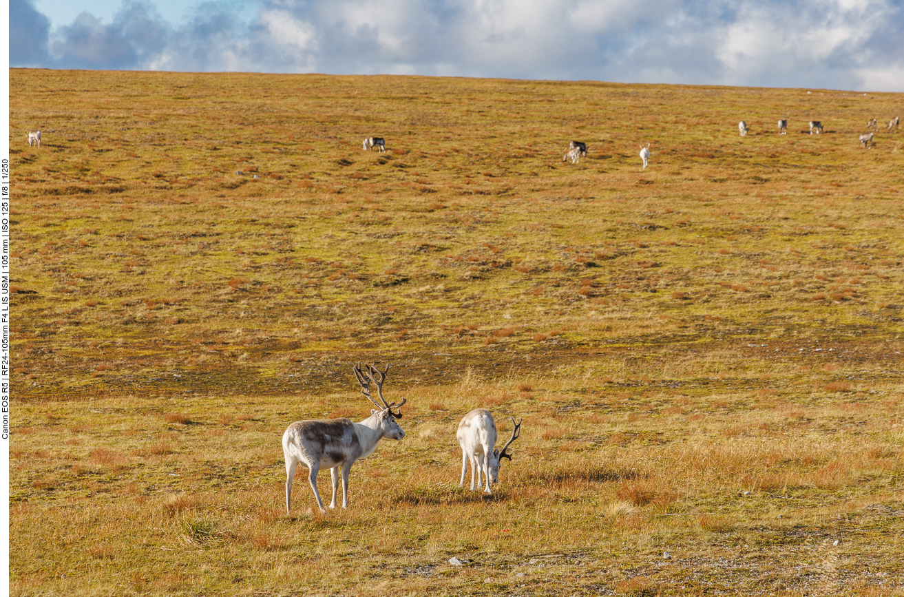 Viele Rentiere auf dem Weg zum Nordkap
