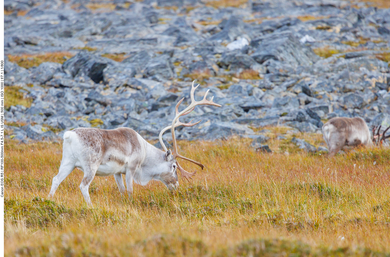 Auf dem Rückweg wieder Rentiere am Straßenrand