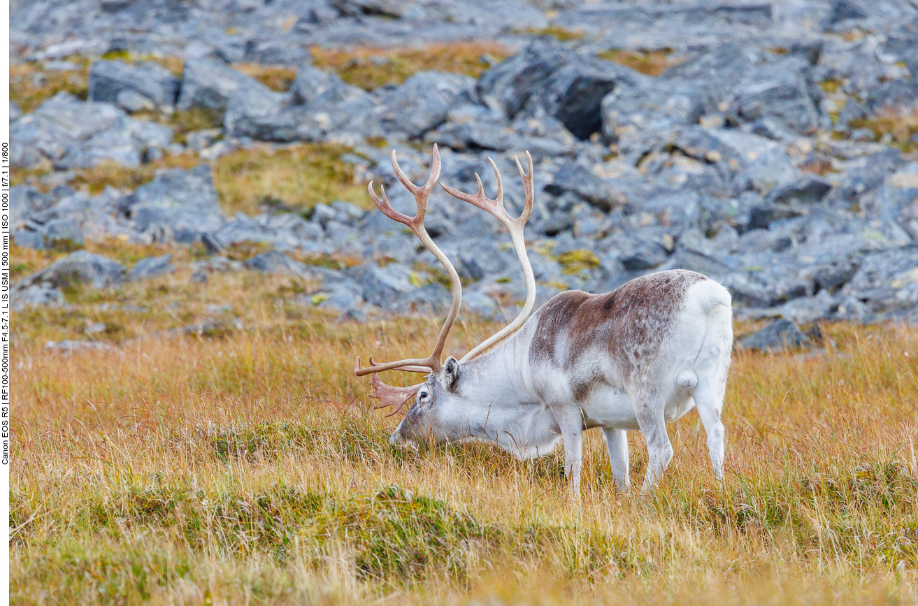 Am Geweih ist der Bast auch noch nicht lange ab