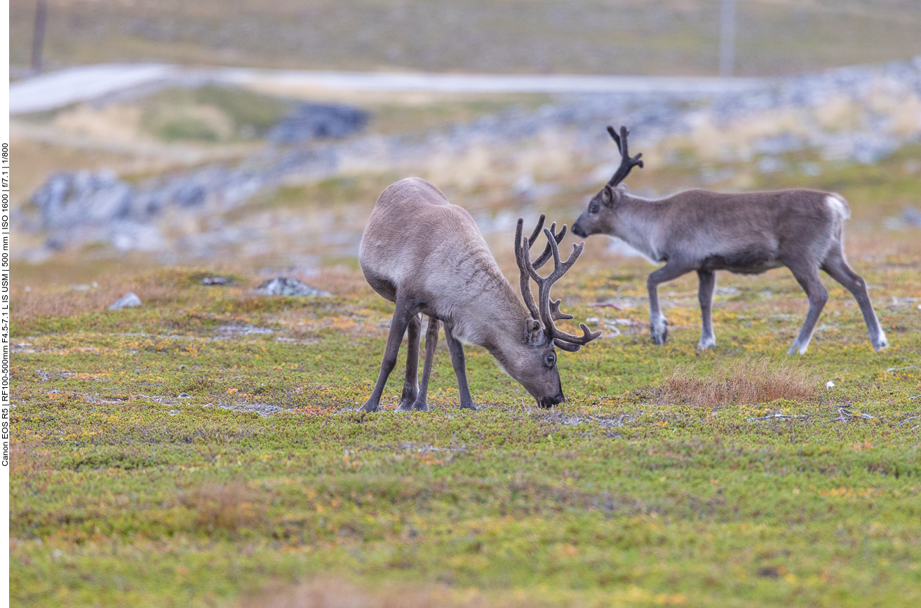 ... die am Straßenrand grasen
