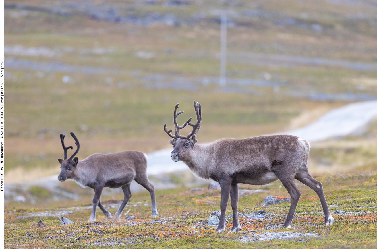 Auf jeden Fall freuen wir uns über die Tiere