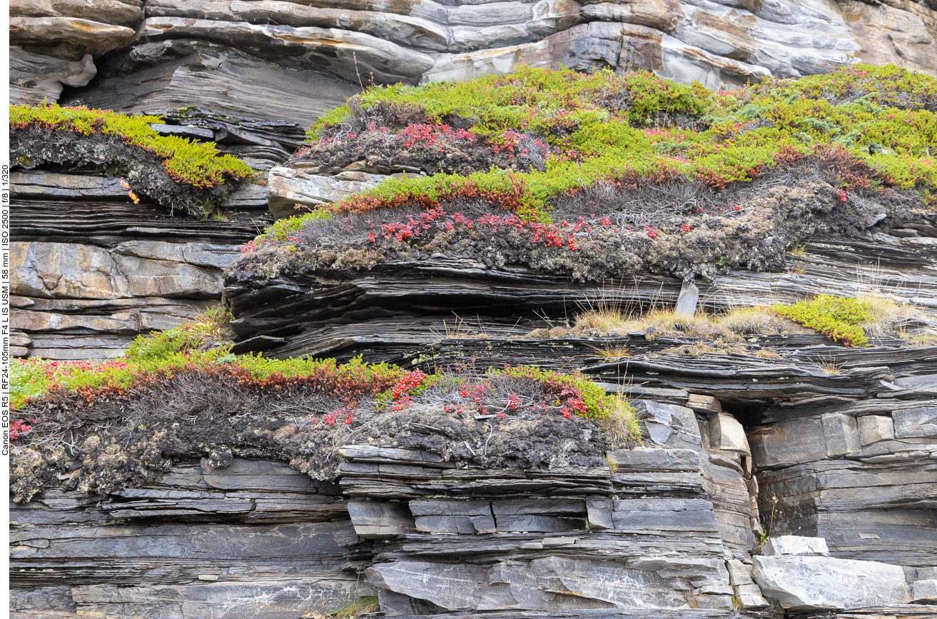 Zum Teil wachsen hier diverse Pflanzenarten