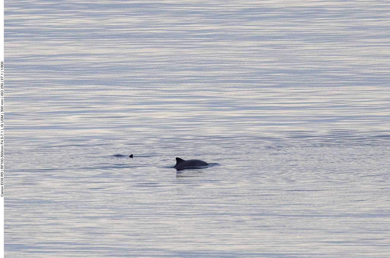 Im Wasser tummeln sich einige Delfine