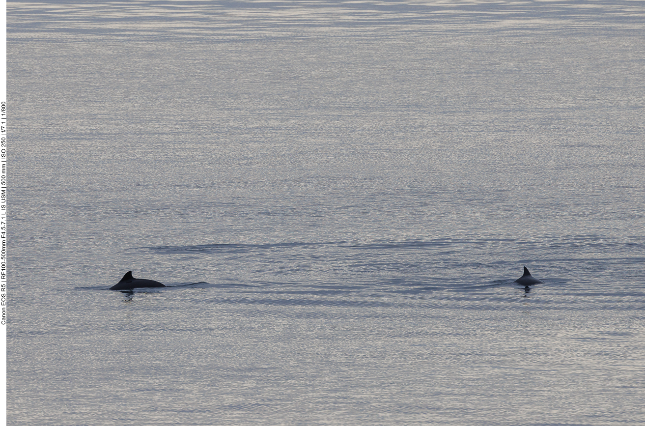 Leider sind sie ziemlich weit weg