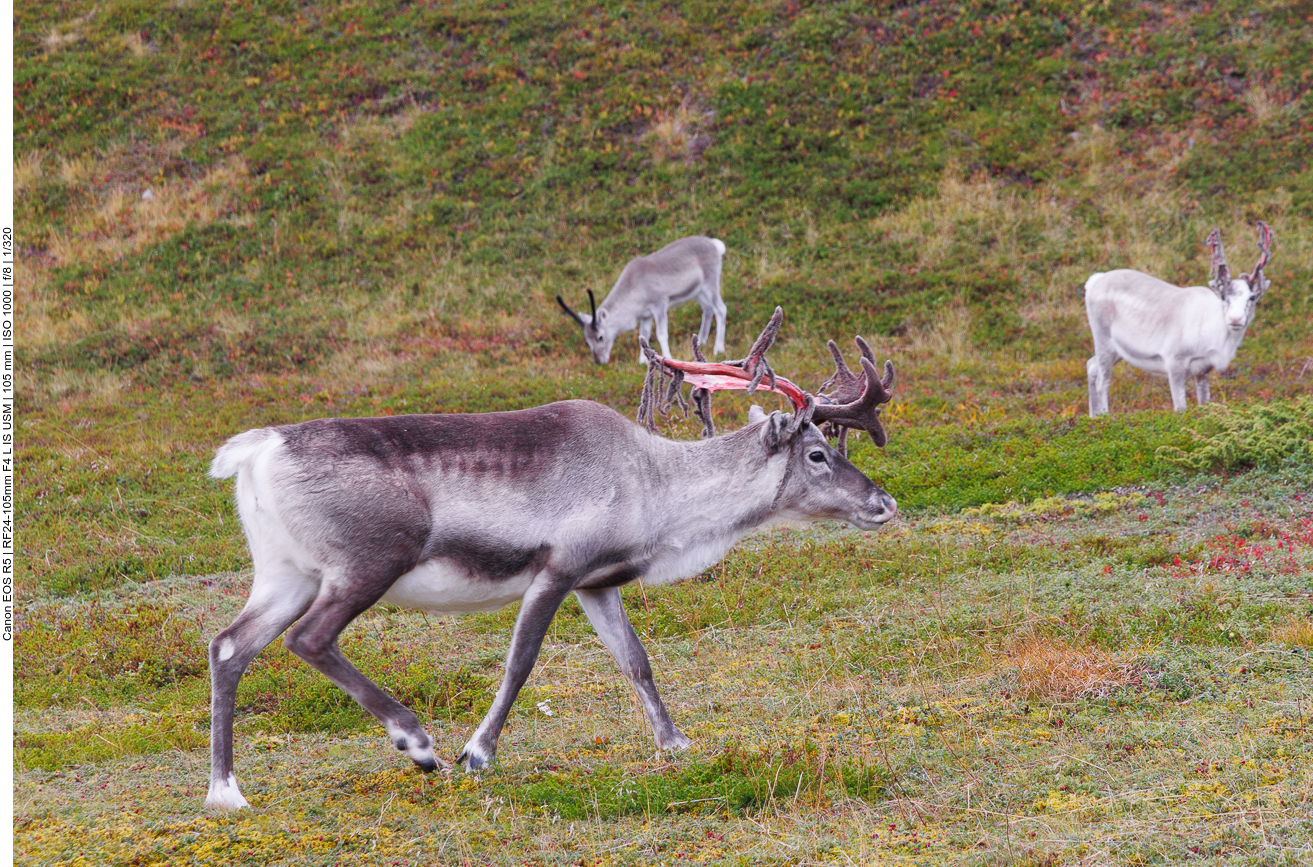 Ren mit frisch abgeschabtem Bast