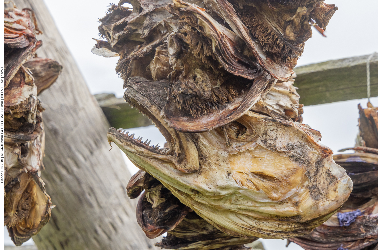 Es hängen nur noch mumifizierte Fischköpfe an den Latten