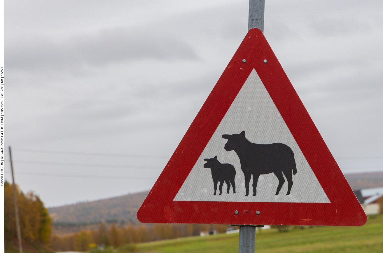Schafe und Lämmer, hier aber nur in der Ferne