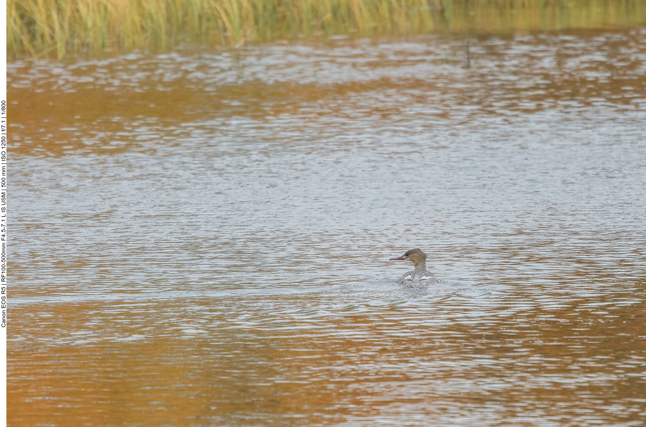 Gänsesäger im ruhigeren Teil des Wassers
