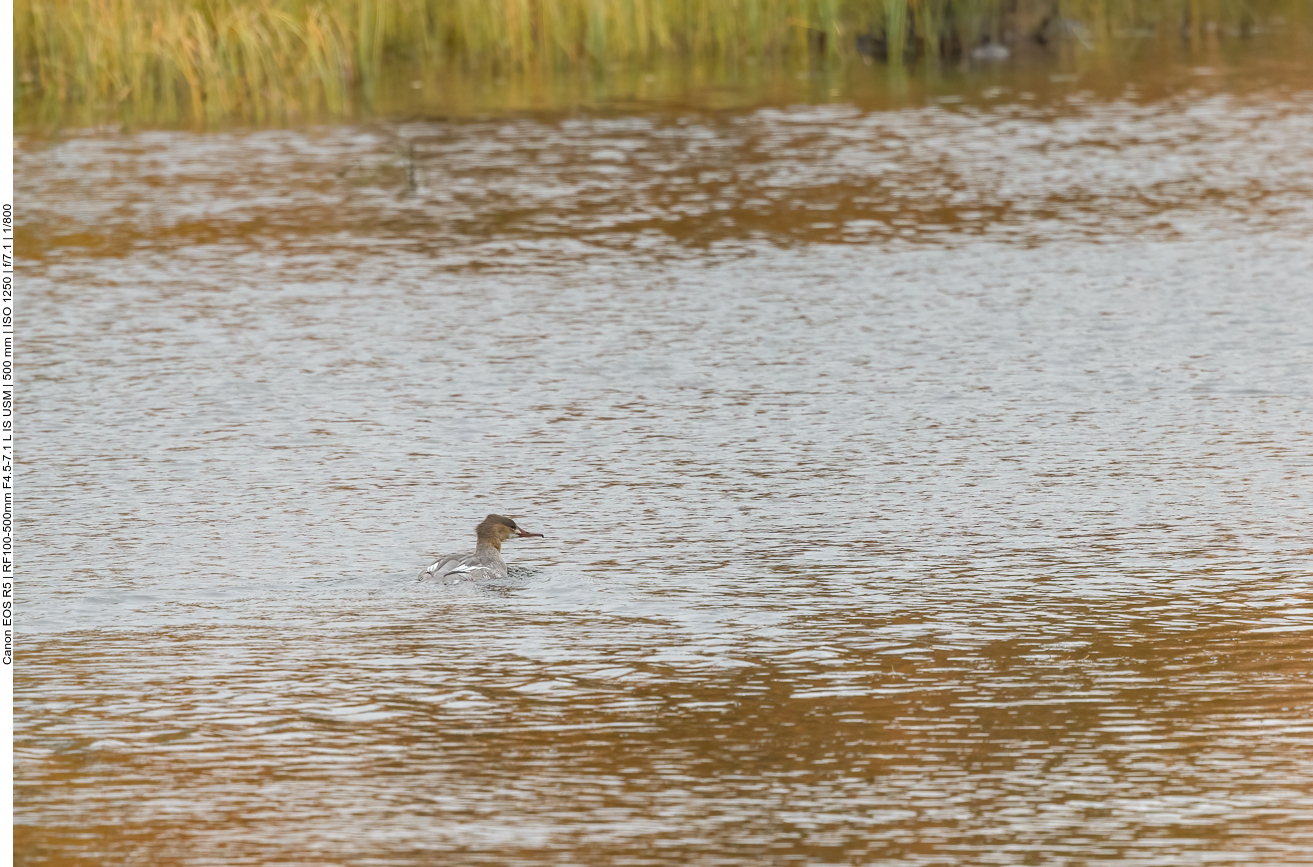 Gänsesäger im ruhigeren Teil des Wassers