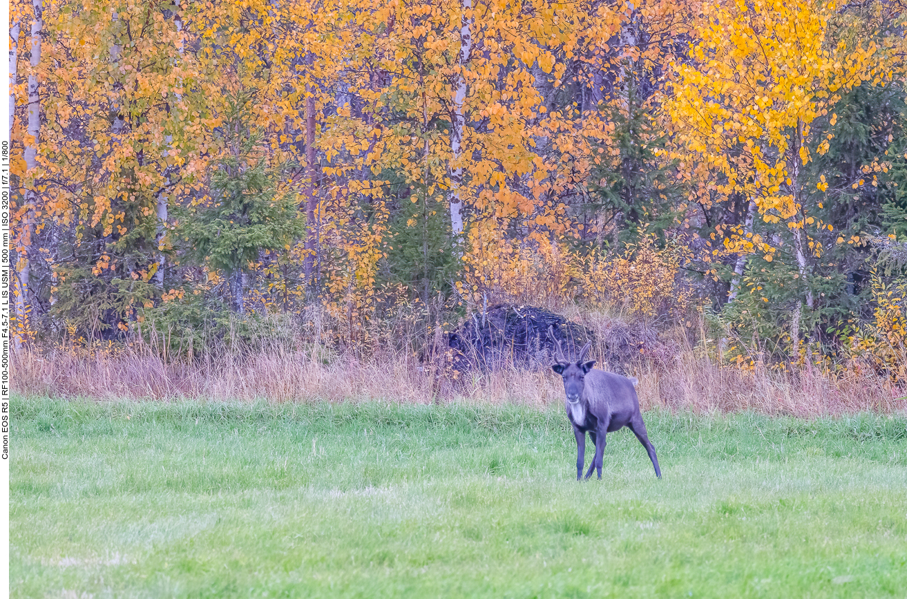 Und täglich grüßt das Rentier ;-)