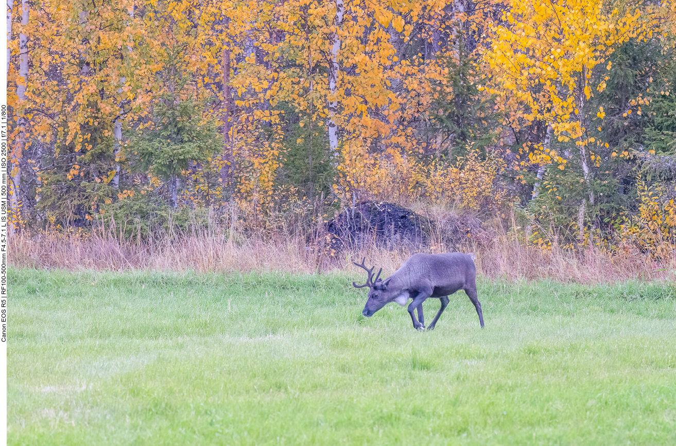 Nur ein Elch lässt sich nicht blicken :-(