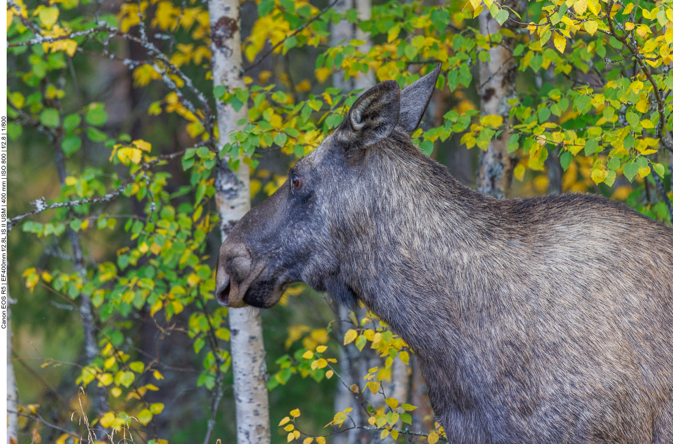 Scheu wendet sie siuch zunächst ab ...