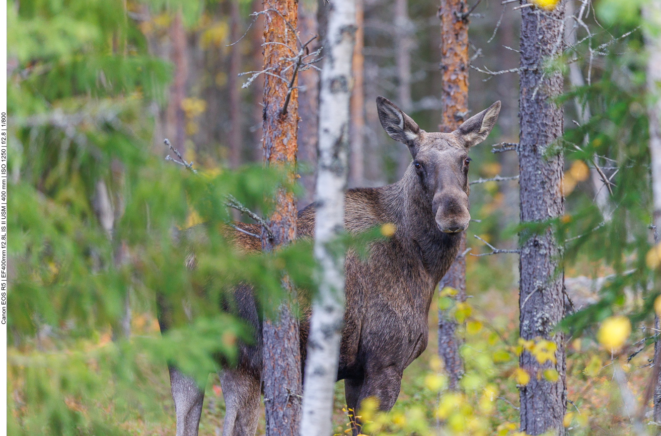Leider ist die Elchkuh etwas schüchtern