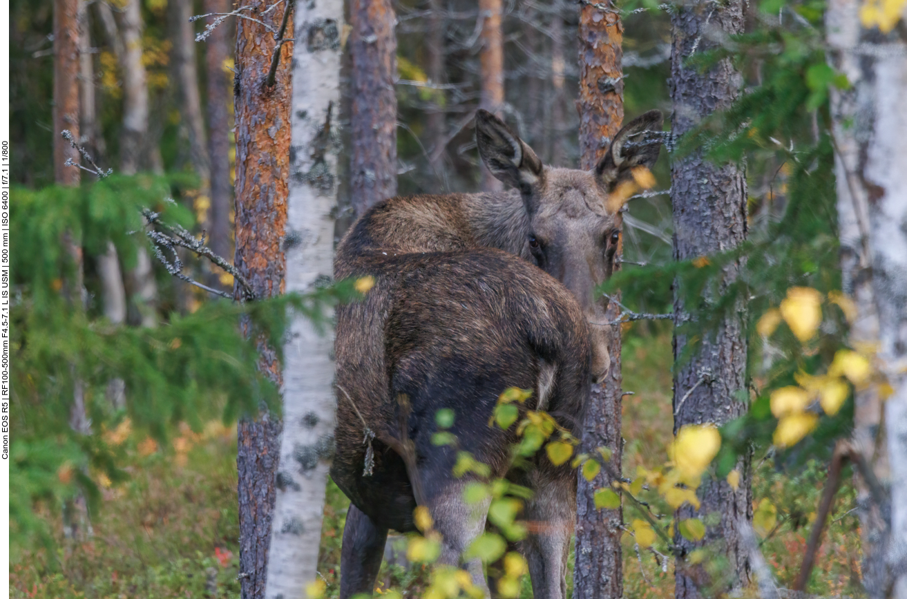 Kurz vor Funäsdalen sehen wir unseren ersten Elch