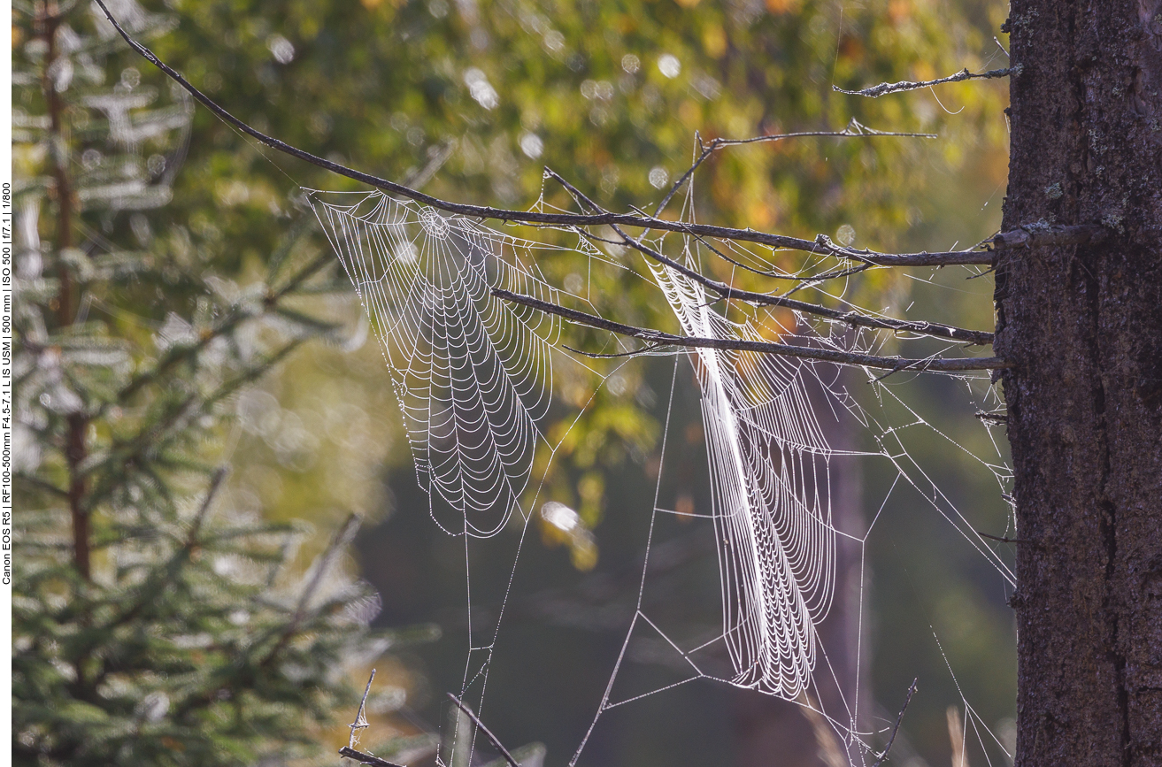 Spinne am Morgen vertreibt Kummer und Sorgen ;-) Morgenstimmung