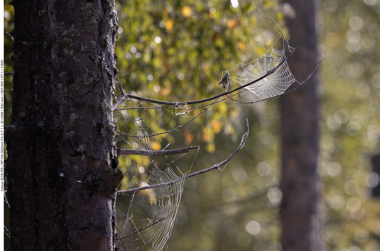 Noch mehr Spinnennetze