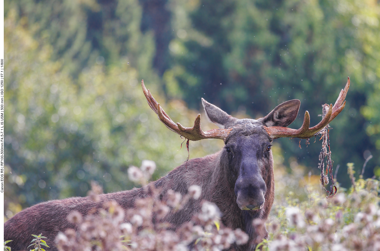 Endlich wieder ein Elch