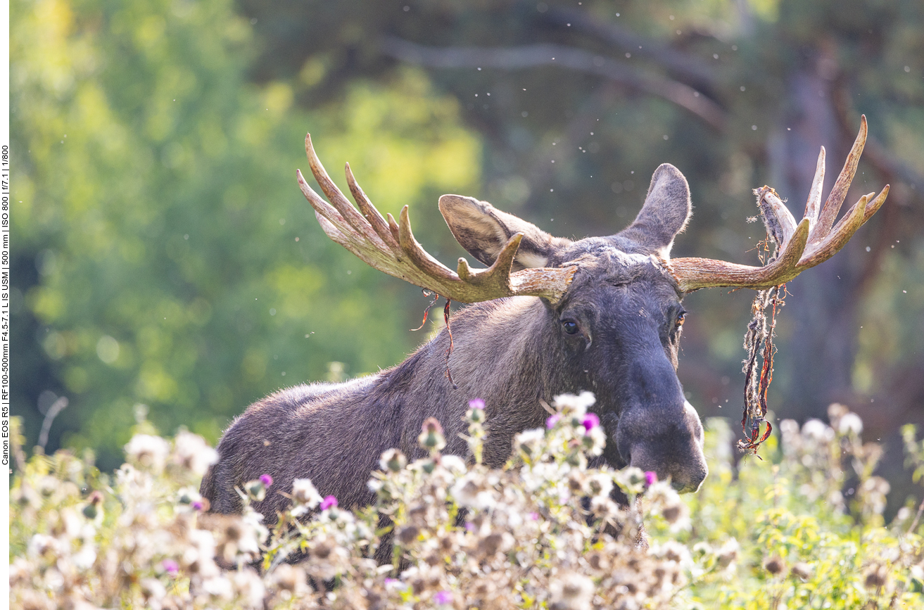 Die Mücken scheinen ihn zu plagen