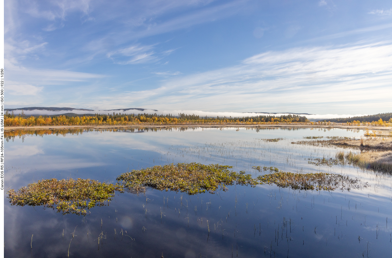 Hinter dem Wäldchen steigt Nebel auf