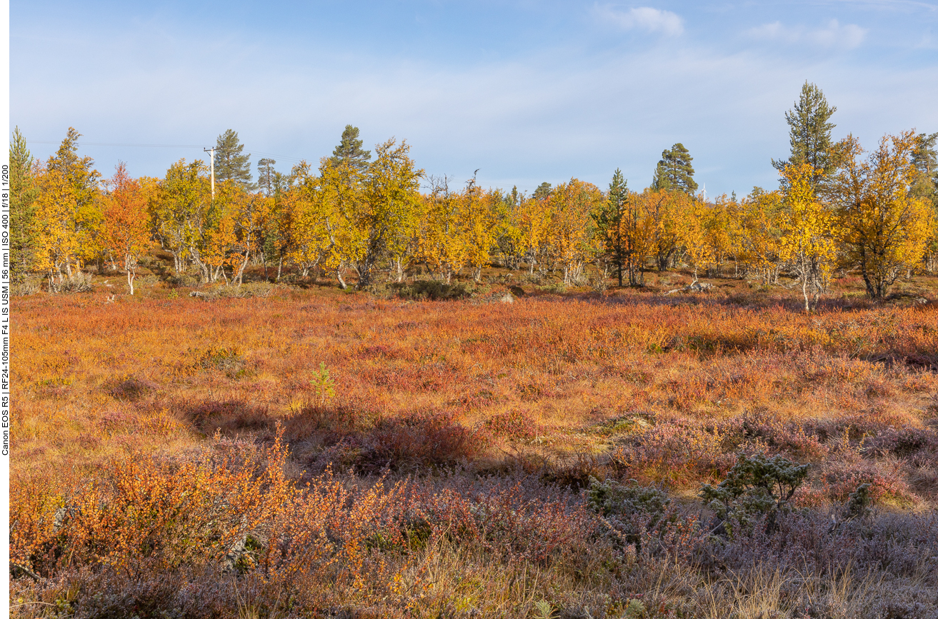 Herbstfarben am Seeufer
