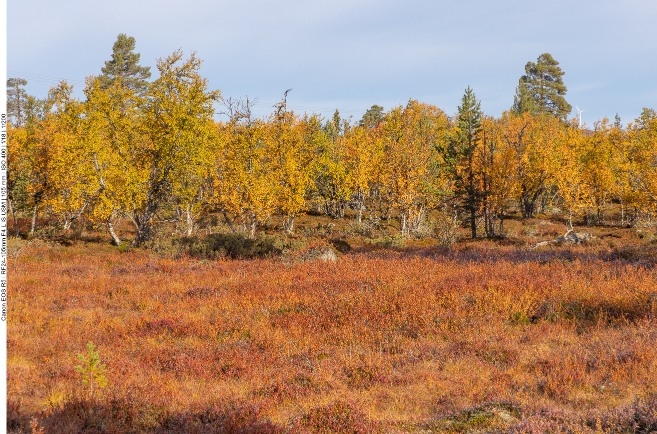 Herbstfarben am Seeufer
