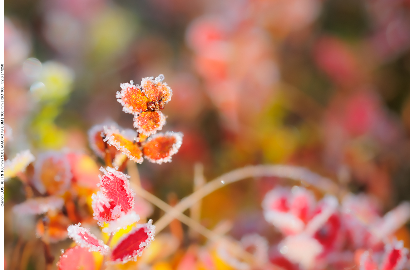 Raureif an zarten Blättchen