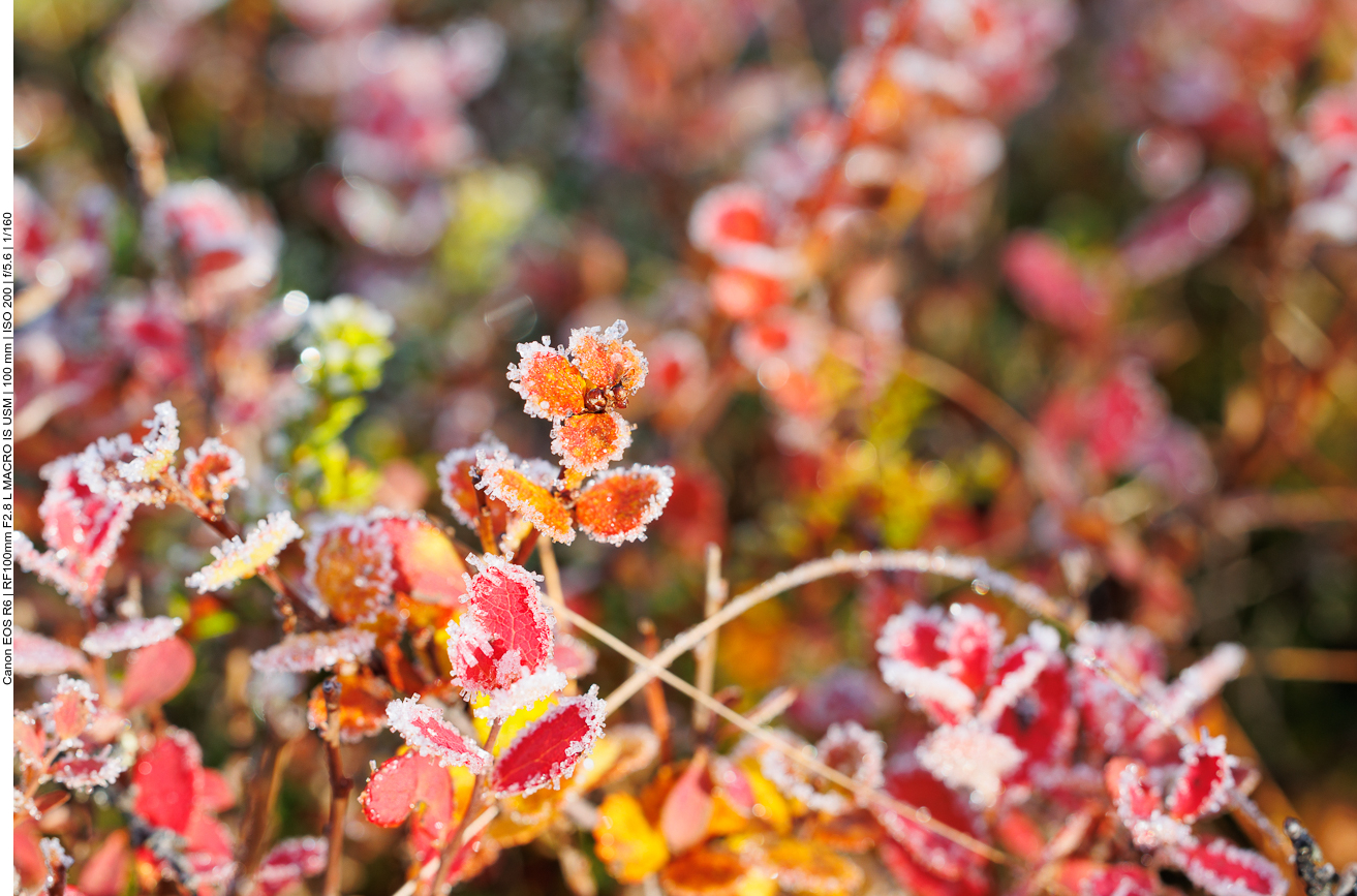 Raureif an zarten Blättchen