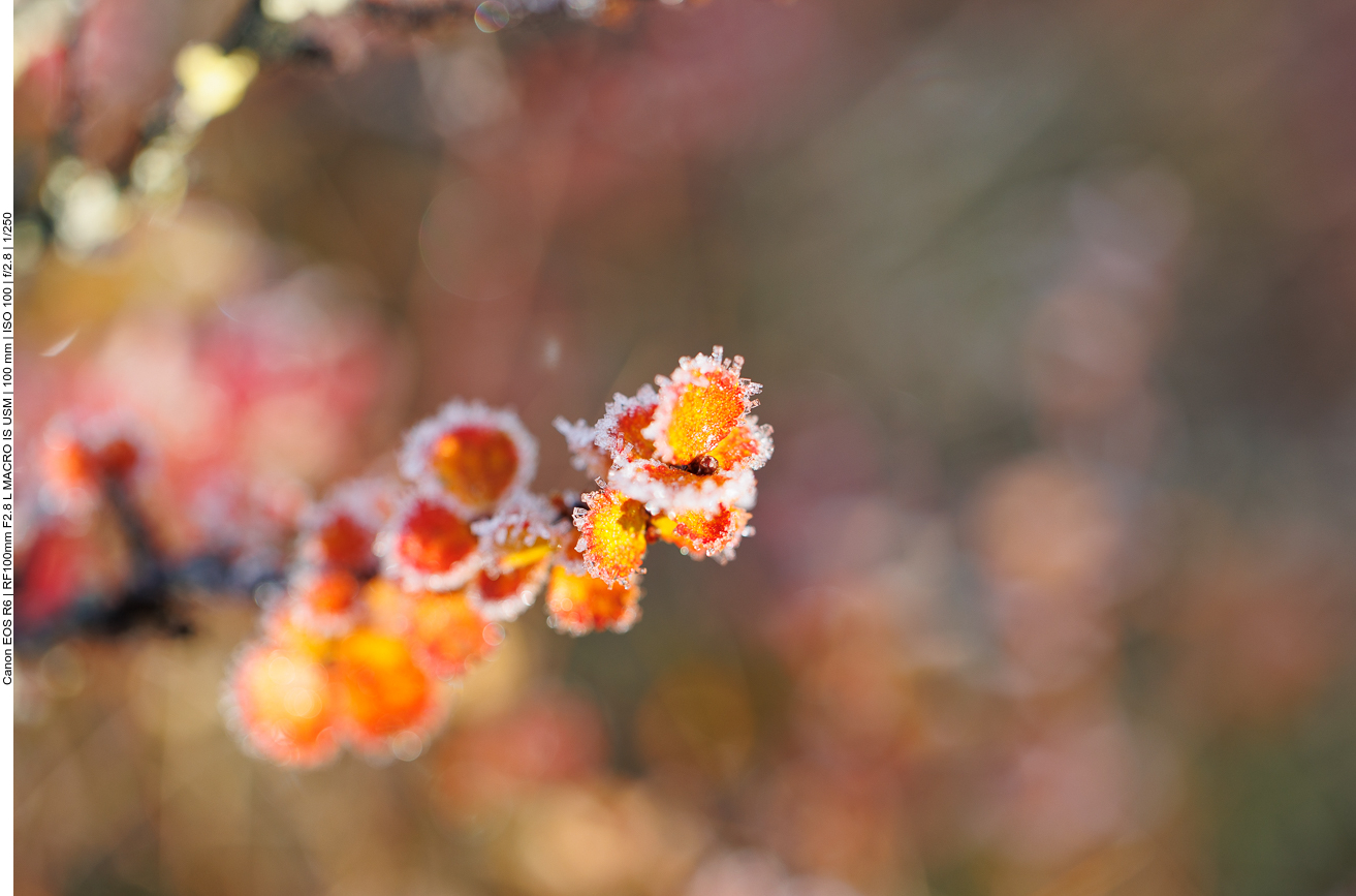 Raureif an zarten Blättchen