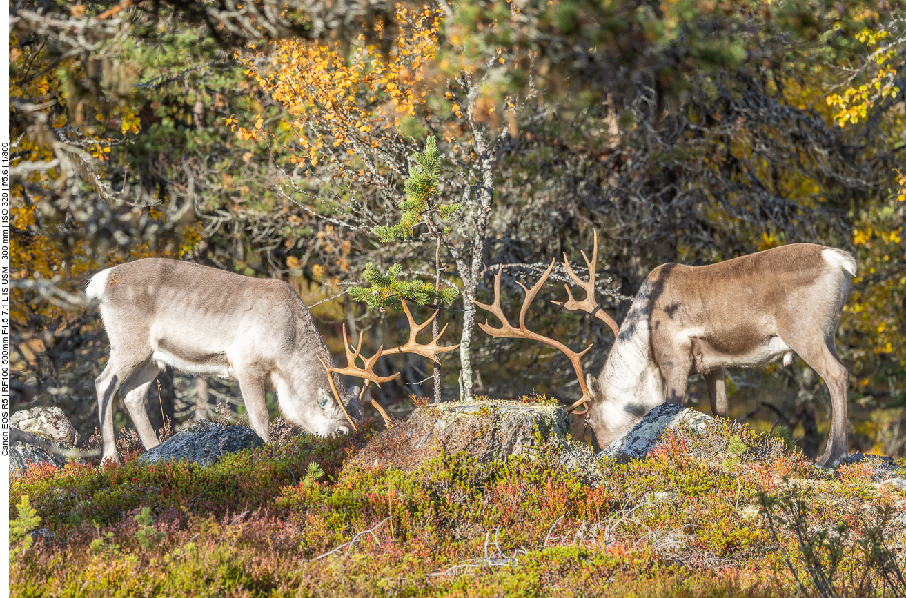 Rentiere auf Futtersuche