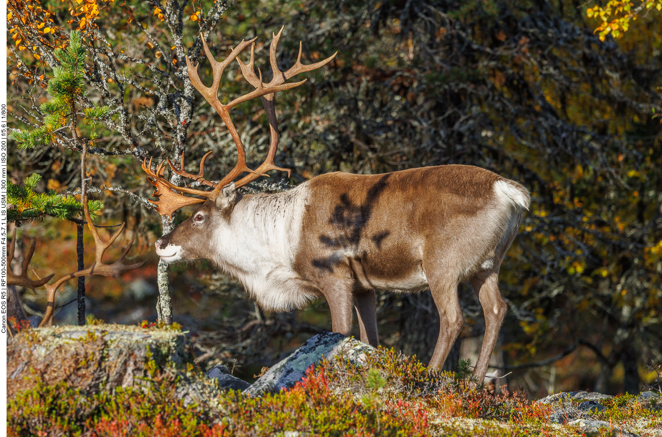 Rentiere auf Futtersuche