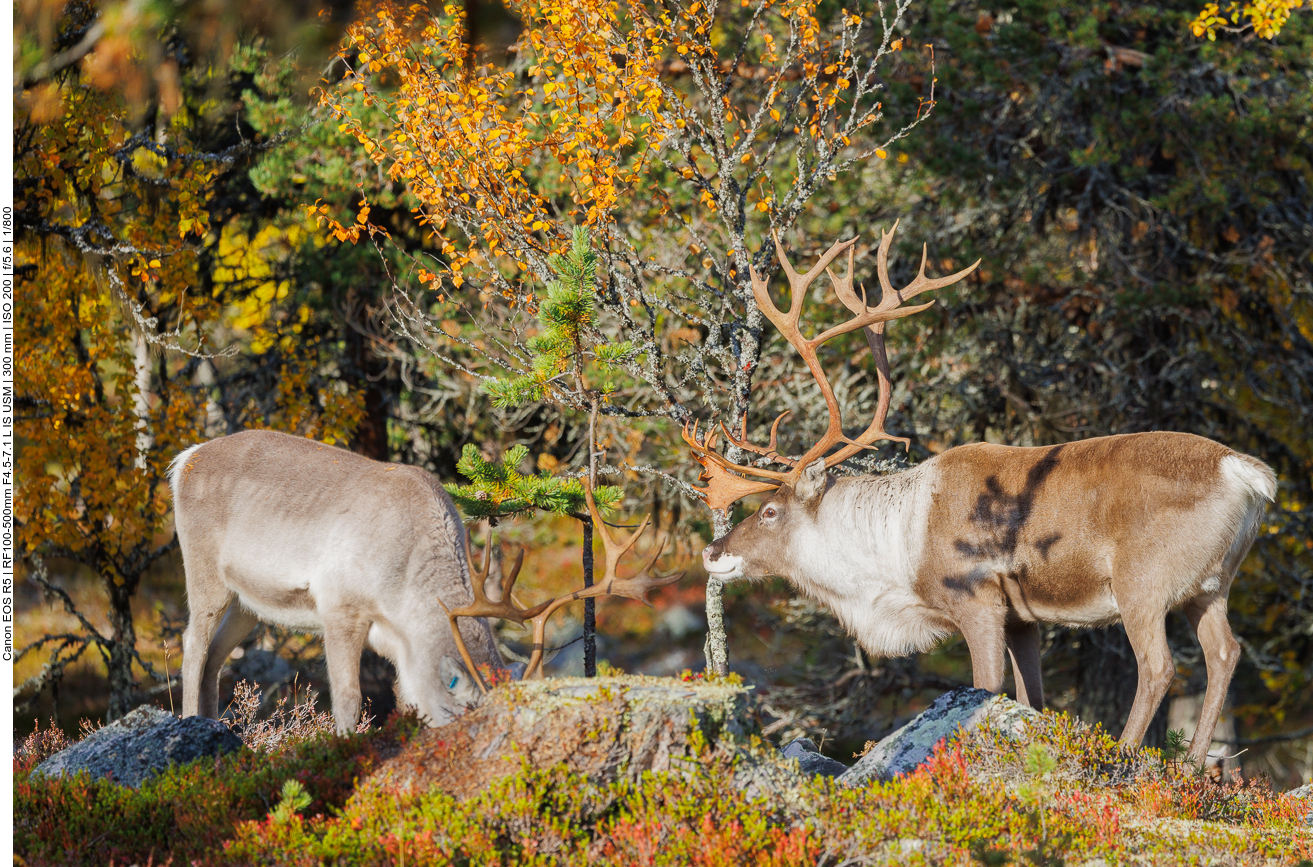 Rentiere auf Futtersuche