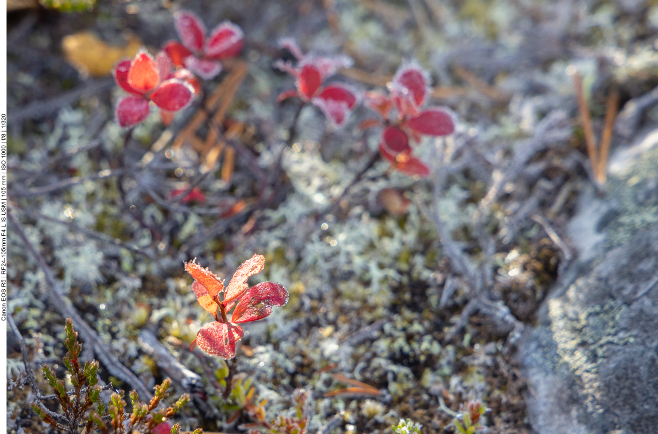 Schmelzender Raureif an den Blättchen