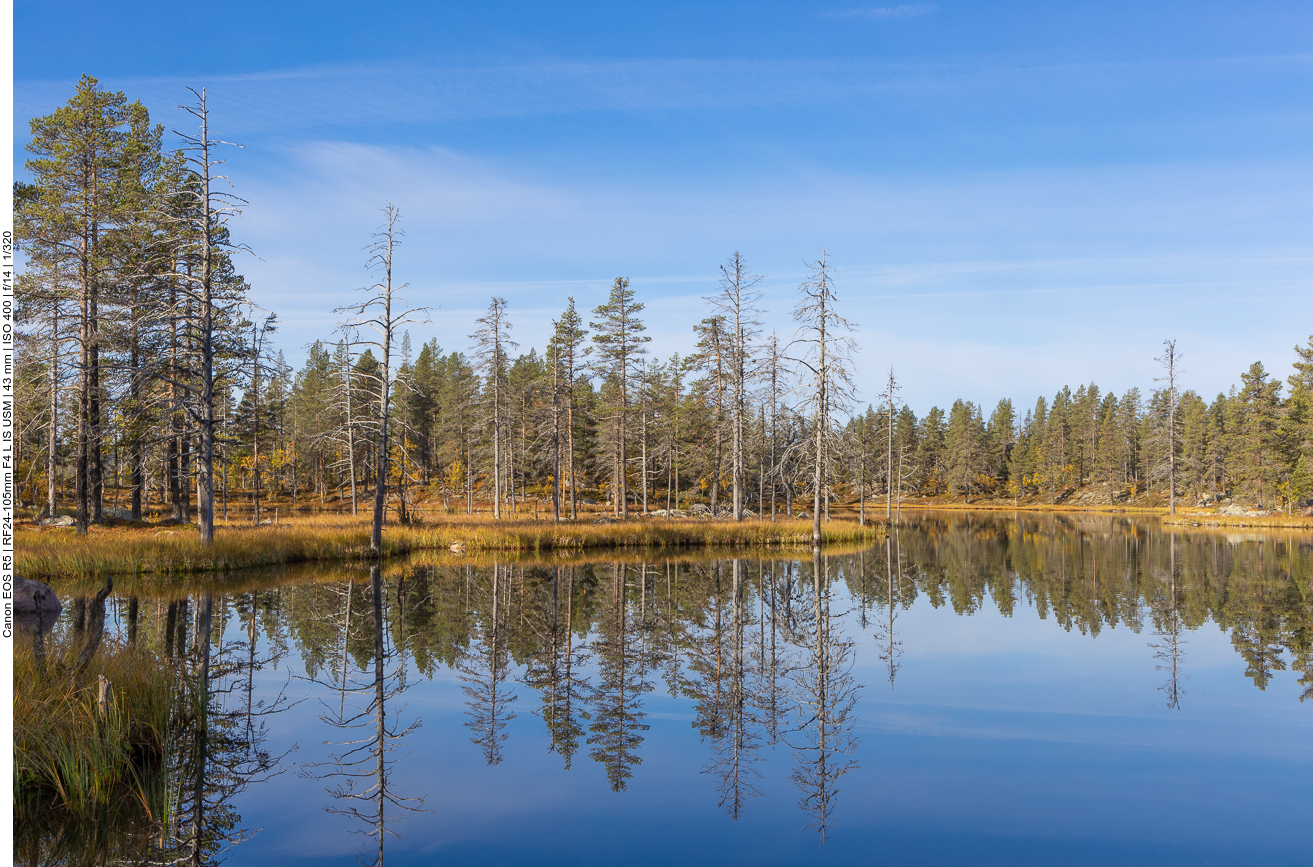 Ufer mit abgestorbenen Bäumen