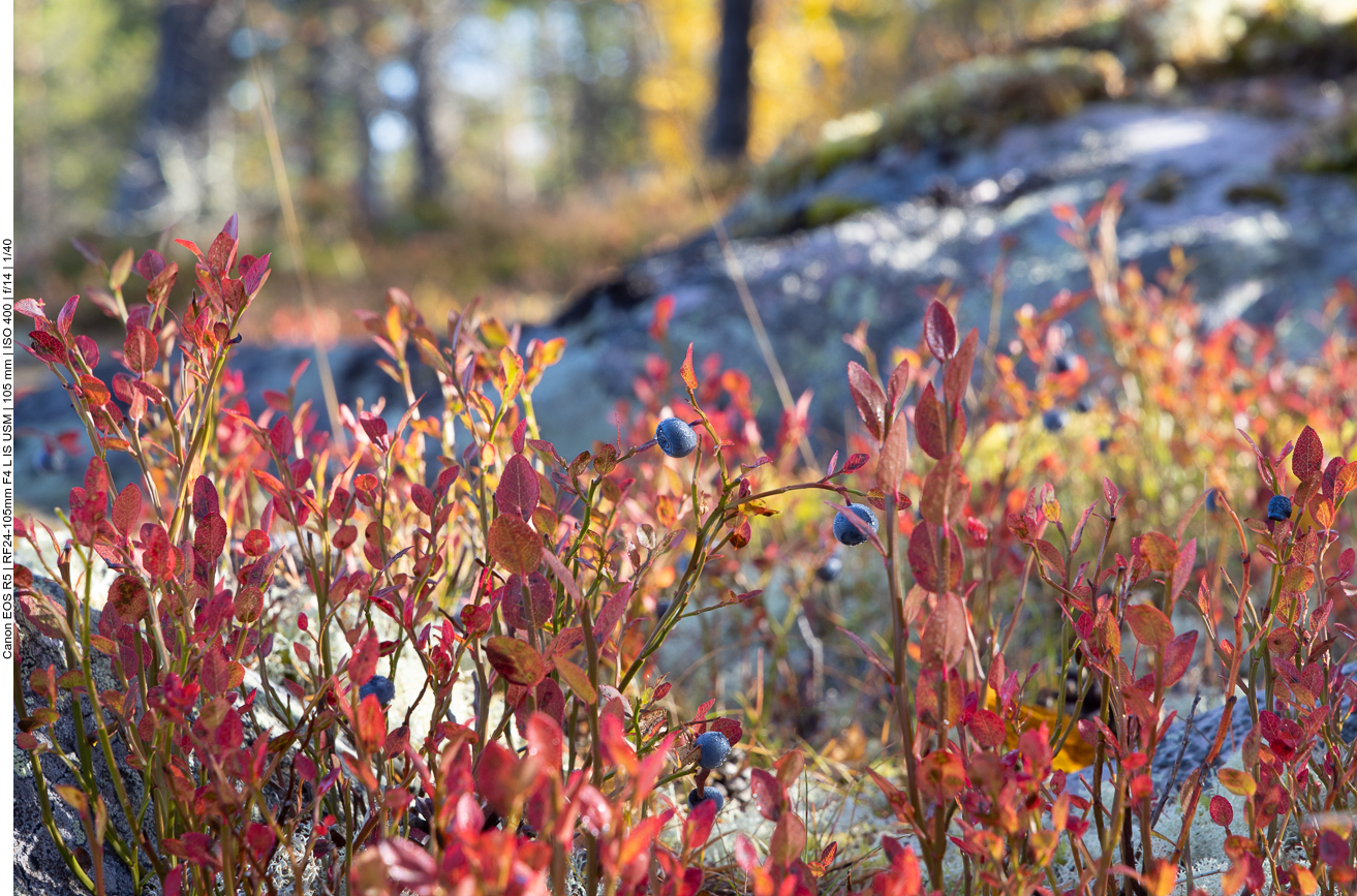 Heidelbeere [Vaccinium myrtyllus]