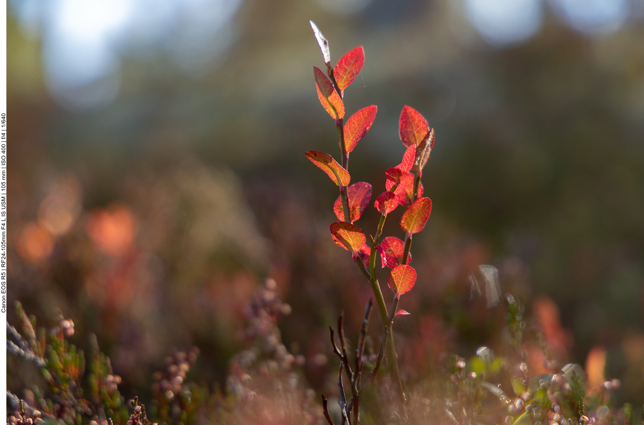 Heidelbeere [Vaccinium myrtyllus] (nur die Blätter)