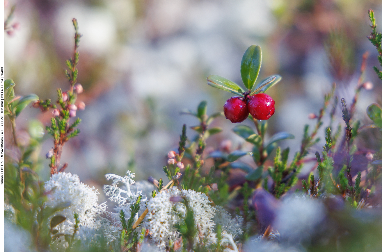 Großfrüchtige Moosbeere [Vaccinium macrocarpon]