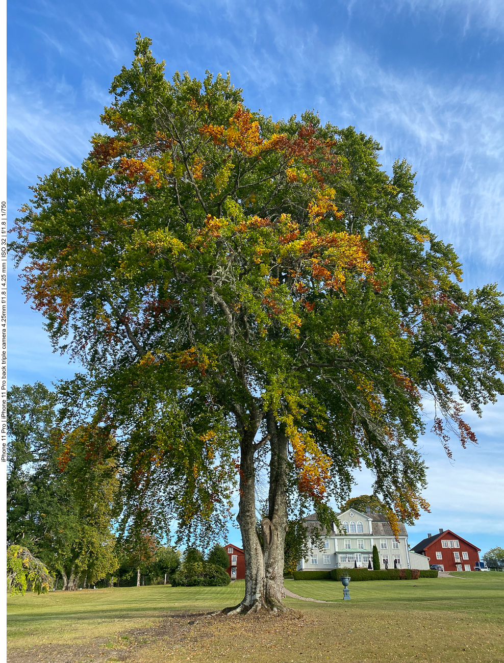 Schöner, alter Baum