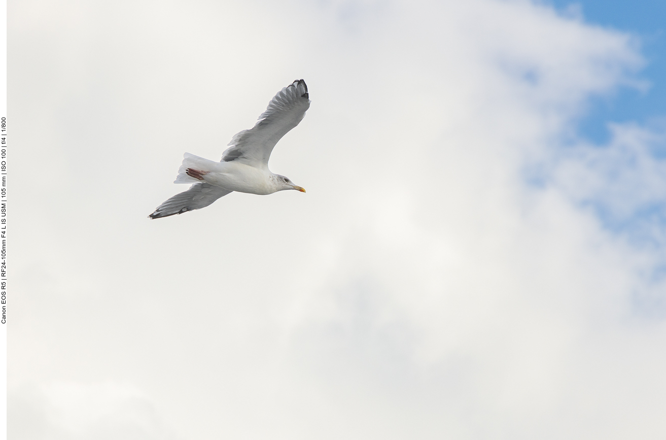 Möwe über dem Schiff 