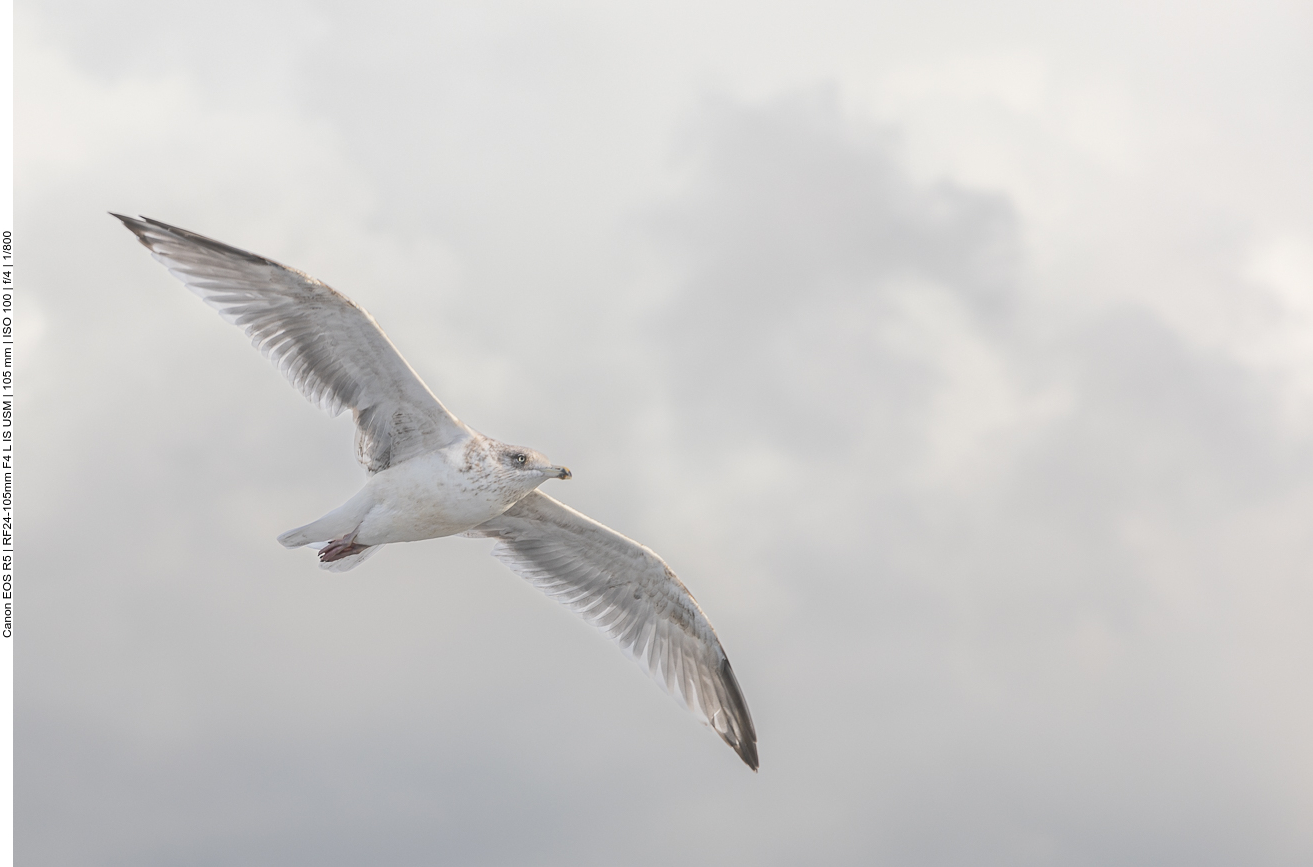 Möwe über dem Schiff 